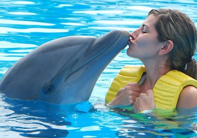 Onde nadar com golfinhos em Cancún