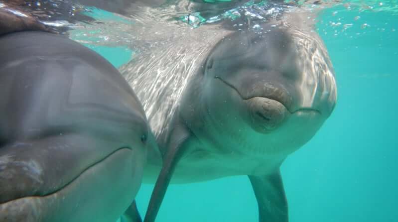Nado com os golfinhos no parque Garrafón em Cancún