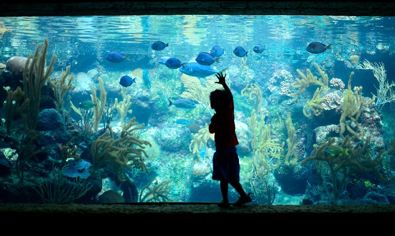 Coral Reef Aquarium no parque Xcaret